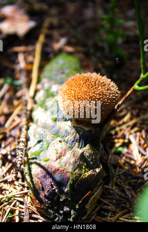 L'imperméable umbridae.Mushroom on a la mousse dans le bois. Utile pour la santé et la cuisine. Banque D'Images