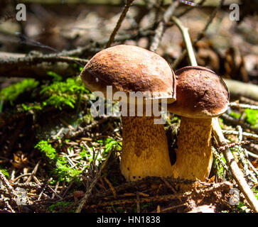 Champignon. Porcini Mushroom sur moss dans la forêt. Boletus edulis de champignons en forêt. Bolets champignons - en bonne santé et les délicats food.Elle pousse dans le noir fo Banque D'Images