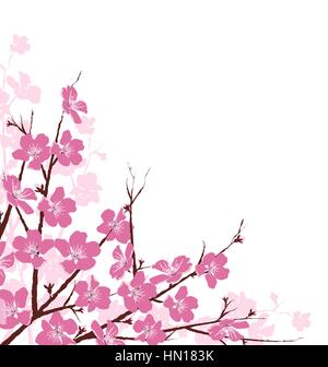 Branches avec des fleurs roses isolated on White Illustration de Vecteur