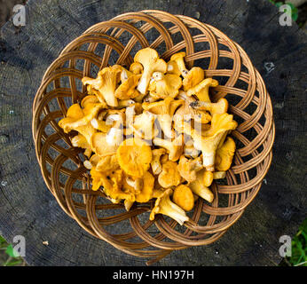 Chanterelles. Grand nombre d'arrière-plan Banque D'Images