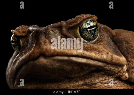 Canne Gros plan - crapaud Bufo marinus, néotropicale géant, marine, noir isolé Banque D'Images