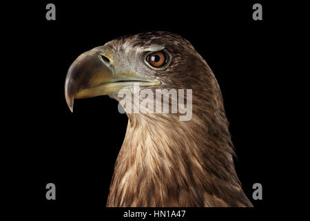 Close-up White-tailed eagle, oiseaux de proie isolé sur fond noir Banque D'Images