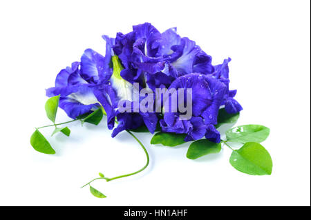 Papillon fleur de pois frais, Clitoria ternatea sur fond blanc Banque D'Images