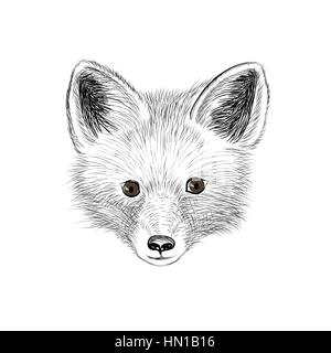 Fox. animal sauvage de fox fox croquis visage de bébé. Illustration de Vecteur