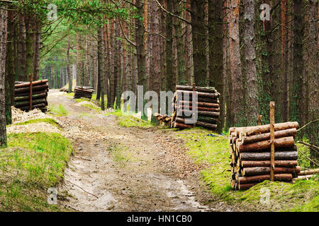 L'exploitation forestière. Des tas de tronc de l'arbre de sciage pin abattu le long de la route dans la forêt de conifères à feuilles persistantes. Occidentale, la Pologne. Banque D'Images