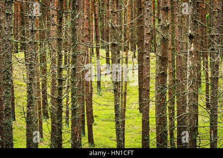 Les troncs de l'écossais ou de pin sylvestre (Pinus sylvestris) croissant dans les jeunes forêts de conifères à feuilles persistantes. Occidentale, la Pologne. Banque D'Images