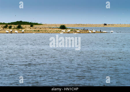 L'île aux oiseaux. White le Cygne tuberculé Cygnus olor et cormorans sur la plage. La mer Baltique, la Pologne occidentale. Banque D'Images