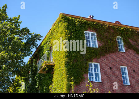 Verdure de lierre sur le coin d'un mur de briques, bâtiment à Helsinki, Finlande Banque D'Images