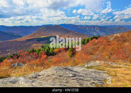 Au sud de l'Art, bouton noir Balsum Loeb Trail, Blue Ridge Parkway, North Carolina, USA Banque D'Images