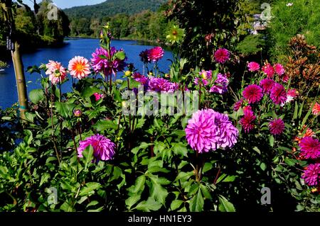 Shelbune Falls, Massachusetts - le 15 septembre 2014 : ligne de Dahlias le pont des fleurs, un ancien trolley span sur la rivière Deerfield Banque D'Images
