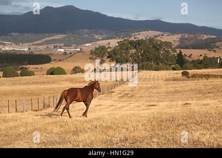 Framland avec cheval Banque D'Images