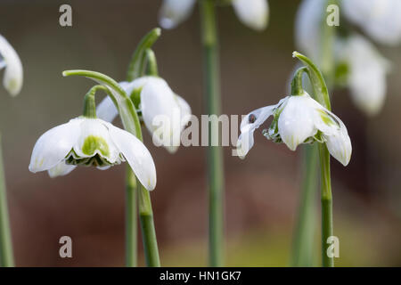 Fleurs de la double février snowdrop, Galanthus 'L.P.long' Banque D'Images