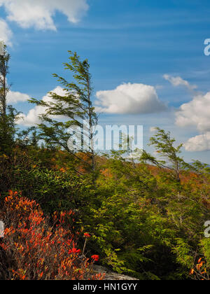 Sur le rocher plat, Blue Ridge Parkway, North Carolina, USA Banque D'Images