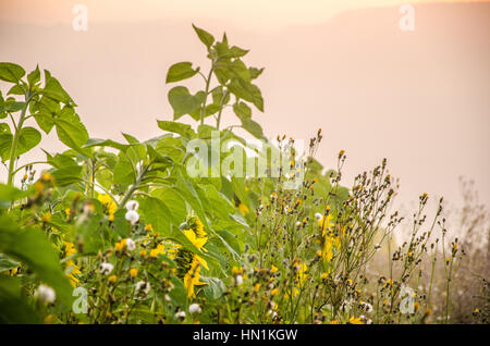 belle et chaude dans le champ d'été avec fleurs de tournesol en fleurs. Aube dans les tournesols. Lever de soleil jaune tournesols glade glade. Brouillard du matin Banque D'Images