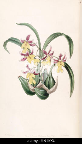 L'illustration 'Mexicoa ghiesbreghtiana' (comme Odontoglossum warneri var. Purpuratum) du travail d'Edwards montre une étude détaillée d'une espèce d'orchidée, en se concentrant sur ses fleurs délicates et sa forme naturelle. Banque D'Images