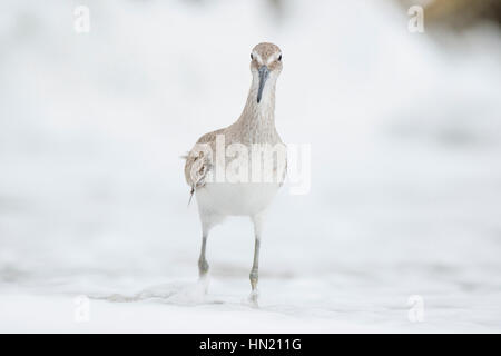 Un Willet promenades dans les eaux de l'océan peu profond comme il éclabousse autour de ses jambes en soft couvert de lumière. Banque D'Images