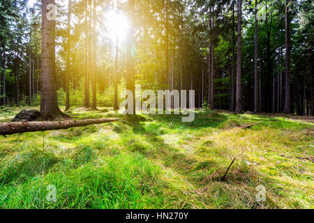 La lumière du soleil dans le vert de la forêt, le printemps ! Banque D'Images