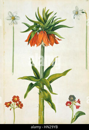 Une peinture à l'aquarelle et aux couleurs corporelles de couronne impériale, de narcisse et d'auricule par Alexander Marshal, un artiste botanique anglais, créée entre 1650 et 1682. Banque D'Images