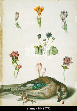Alexander Marshal, un artiste du XVIIe siècle, a peint cette aquarelle de diverses fleurs, notamment des crocus violets, des crocus de soie, des hépatiques, des anémones de pavot et une geai, entre 1650 et 1682. Banque D'Images