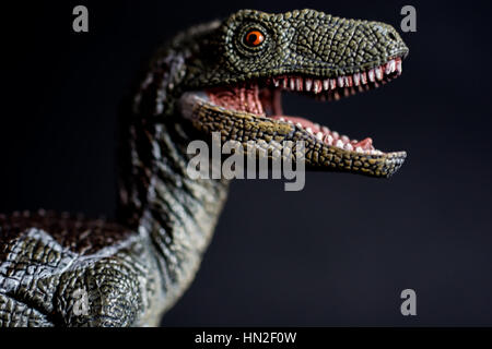 Portrait d'un velociraptor sur fond noir Banque D'Images