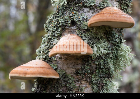 Polypore du bouleau (rasoir strop Piptoporus betulinus (champignons)) Banque D'Images