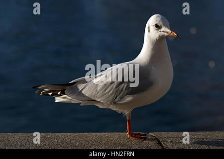 Mouette debout sur un mur sur la rive de la Tamise à Londres, Royaume-Uni Banque D'Images