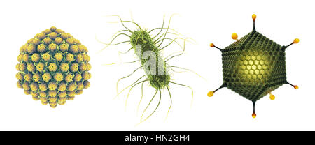 L'herpès virus , bactérie Salmonella et de l'adénovirus , ensemble de germes microscopiques qui causent les maladies infectieuses , isolated on white Banque D'Images