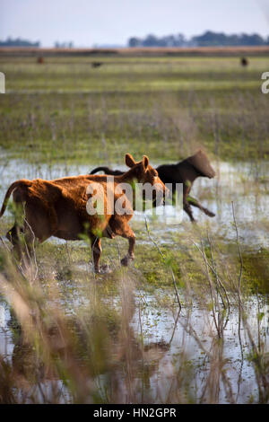 Les vaches s'exécutant dans la pampa argentine. Banque D'Images