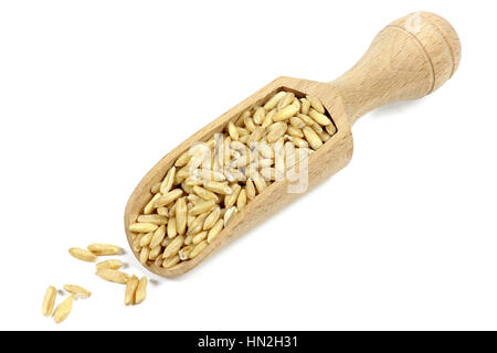 Scoop en bois avec des grains d'avoine isolé sur fond blanc Banque D'Images