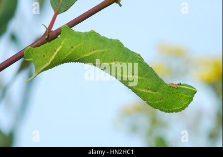 Eyed Hawk moth larvae (Smerinthus ocellata) reposant sur une branche citrine Banque D'Images