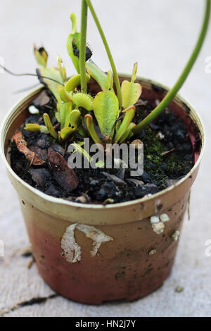 Close up of Venus flytrap ou connu comme Dionaea muscipula croissant dans un pot avec une nouvelle croissance plante - isolé Banque D'Images