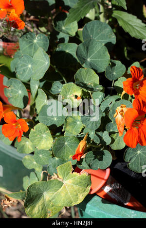 Plantsalso connu sous le nom de Capucine Tropaeolum majus avec des fleurs Banque D'Images