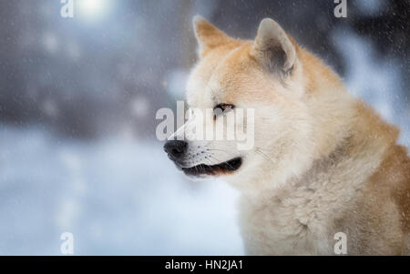 Akita Inu chiens japonais dans la forêt d'hiver Banque D'Images