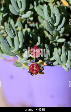 Close up of Mesembryanthemum Blueberry Rumble ou connu comme Lampranthus Blueberry seeds Banque D'Images