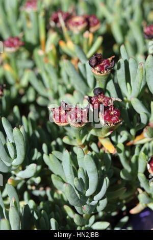 Close up of Mesembryanthemum Blueberry Rumble ou connu comme Lampranthus Blueberry seeds Banque D'Images