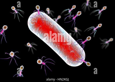 Bactériophages infectant les bactéries, illustration de l'ordinateur. Un bactériophage, ou phage, est un virus qui infecte les bactéries. Il se compose d'un recto verso icosaédrique (20) head, qui contient le matériel génétique, une queue et queue fibres, le fixer à un récepteur spécifique site sur la bactérie. La queue peut injecter le matériel génétique dans la bactérie, et la machinerie cellulaire de la bactérie est utilisé pour produire plus de copies du virus. Banque D'Images