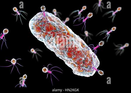 Bactériophages infectant les bactéries, illustration de l'ordinateur. Un bactériophage, ou phage, est un virus qui infecte les bactéries. Il se compose d'un recto verso icosaédrique (20) head, qui contient le matériel génétique, une queue et queue fibres, le fixer à un récepteur spécifique site sur la bactérie. La queue peut injecter le matériel génétique dans la bactérie, et la machinerie cellulaire de la bactérie est utilisé pour produire plus de copies du virus. Banque D'Images