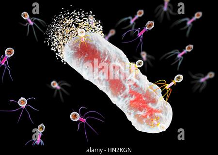 Bactériophages infectant les bactéries, illustration de l'ordinateur. Un bactériophage, ou phage, est un virus qui infecte les bactéries. Il se compose d'un recto verso icosaédrique (20) head, qui contient le matériel génétique, une queue et queue fibres, le fixer à un récepteur spécifique site sur la bactérie. La queue peut injecter le matériel génétique dans la bactérie, et la machinerie cellulaire de la bactérie est utilisé pour produire plus de copies du virus. Banque D'Images