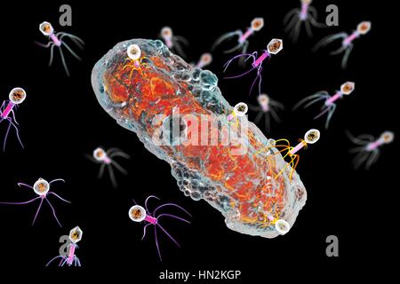 Bactériophages infectant les bactéries, illustration de l'ordinateur. Un bactériophage, ou phage, est un virus qui infecte les bactéries. Il se compose d'un recto verso icosaédrique (20) head, qui contient le matériel génétique, une queue et queue fibres, le fixer à un récepteur spécifique site sur la bactérie. La queue peut injecter le matériel génétique dans la bactérie, et la machinerie cellulaire de la bactérie est utilisé pour produire plus de copies du virus. Banque D'Images