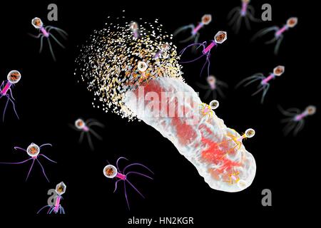 Bactériophages infectant les bactéries, illustration de l'ordinateur. Un bactériophage, ou phage, est un virus qui infecte les bactéries. Il se compose d'un recto verso icosaédrique (20) head, qui contient le matériel génétique, une queue et queue fibres, le fixer à un récepteur spécifique site sur la bactérie. La queue peut injecter le matériel génétique dans la bactérie, et la machinerie cellulaire de la bactérie est utilisé pour produire plus de copies du virus. Banque D'Images