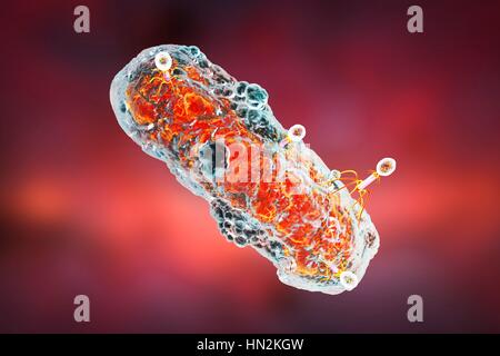 Bactériophages infectant les bactéries, illustration de l'ordinateur. Un bactériophage, ou phage, est un virus qui infecte les bactéries. Il se compose d'un recto verso icosaédrique (20) head, qui contient le matériel génétique, une queue et queue fibres, le fixer à un récepteur spécifique site sur la bactérie. La queue peut injecter le matériel génétique dans la bactérie, et la machinerie cellulaire de la bactérie est utilisé pour produire plus de copies du virus. Banque D'Images