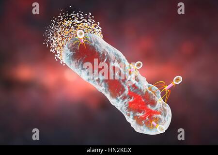 Bactériophages infectant les bactéries, illustration de l'ordinateur. Un bactériophage, ou phage, est un virus qui infecte les bactéries. Il se compose d'un recto verso icosaédrique (20) head, qui contient le matériel génétique, une queue et queue fibres, le fixer à un récepteur spécifique site sur la bactérie. La queue peut injecter le matériel génétique dans la bactérie, et la machinerie cellulaire de la bactérie est utilisé pour produire plus de copies du virus. Banque D'Images