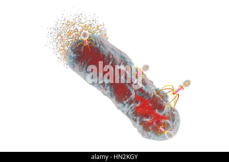 Bactériophages infectant les bactéries, illustration de l'ordinateur. Un bactériophage, ou phage, est un virus qui infecte les bactéries. Il se compose d'un recto verso icosaédrique (20) head, qui contient le matériel génétique, une queue et queue fibres, le fixer à un récepteur spécifique site sur la bactérie. La queue peut injecter le matériel génétique dans la bactérie, et la machinerie cellulaire de la bactérie est utilisé pour produire plus de copies du virus. Banque D'Images