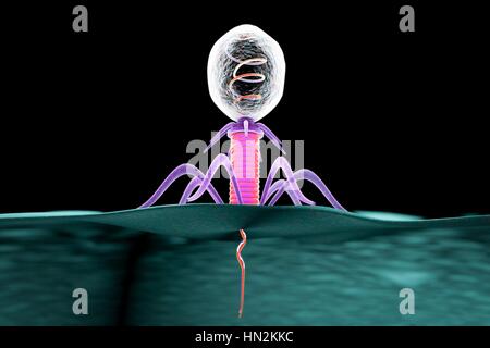 Bactériophage, illustration de l'ordinateur. Un bactériophage, ou phage, est un virus qui infecte les bactéries. Il se compose d'une tête (en haut à droite) contenant le matériel génétique, une queue (rose) et la queue, les fibres qui le fixer à un récepteur spécifique du site. La queue s'injecte son matériel génétique dans la bactérie à travers la membrane cellulaire, et cela détourne la bactérie propre machinerie cellulaire, l'obligeant à produire plus de copies du bactériophage. Lorsqu'un nombre suffisant ont été produites, les phages quitter la cellule par lyse, le tuer dans le processus. Banque D'Images