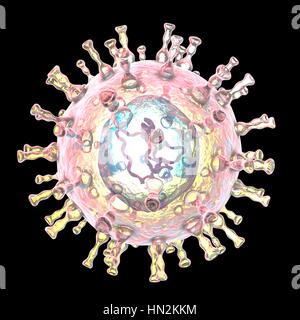 Illustration d'ordinateur d'un virus varicelle-zona particule, la cause de la varicelle et le zona. Virus varicelle-zona est également connu sous le nom de virus de l'herpès humain de type 3 (HHV-3). Banque D'Images