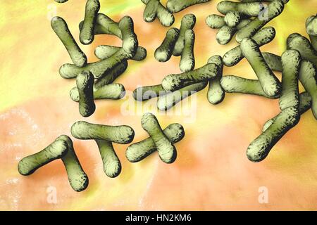 Corynebacterium diphtheriae, illustration de l'ordinateur. C. diphtheriae est une bactérie gram-positif en forme de bâtonnet qui cause la maladie de la diphtérie. La diphtérie est caractérisée par la formation de membranes contenant de la fibrine sur les amygdales et la surface de l'appareil respiratoire, ce qui peut conduire à l'obstruction des voies respiratoires (difficultés à respirer). C. diphtheriae a également produit une toxine qui affecte le coeur, le système nerveux et les reins. Banque D'Images