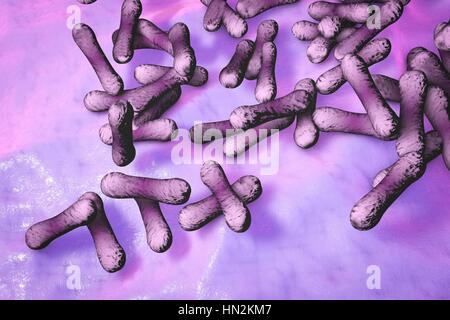 Corynebacterium diphtheriae, illustration de l'ordinateur. C. diphtheriae est une bactérie gram-positif en forme de bâtonnet qui cause la maladie de la diphtérie. La diphtérie est caractérisée par la formation de membranes contenant de la fibrine sur les amygdales et la surface de l'appareil respiratoire, ce qui peut conduire à l'obstruction des voies respiratoires (difficultés à respirer). C. diphtheriae a également produit une toxine qui affecte le coeur, le système nerveux et les reins. Banque D'Images