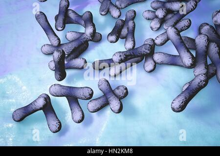 Corynebacterium diphtheriae, illustration de l'ordinateur. C. diphtheriae est une bactérie gram-positif en forme de bâtonnet qui cause la maladie de la diphtérie. La diphtérie est caractérisée par la formation de membranes contenant de la fibrine sur les amygdales et la surface de l'appareil respiratoire, ce qui peut conduire à l'obstruction des voies respiratoires (difficultés à respirer). C. diphtheriae a également produit une toxine qui affecte le coeur, le système nerveux et les reins. Banque D'Images