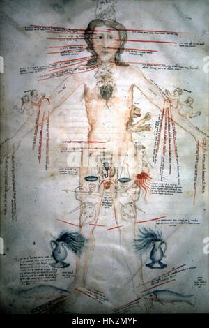 Manuscrit médical Recueil de textes médicaux. Homme zodiaque : les différentes parties de l'organisme correspondent à un signe du zodiaque (Salerne) selon l'école du 14ème siècle Miniature Banque D'Images