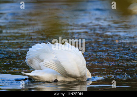 Mute Swan (Cygnus olor) cob agressif sur l'eau. La Basse Silésie. La Pologne. Banque D'Images